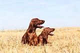 SETTER IRLANDAIS 094